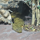 Anakonda-KatharinaSz__ts _2_.jpg