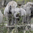 Christbaum wurde schmackhaftes Frühstück für die Elefanten in Schönbrunn