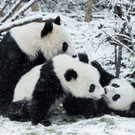 PA_PandasimSchnee1.jpg