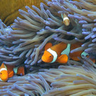 AFP_UO5B7.jpg