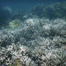 Australia_Dying_Coral.jpg