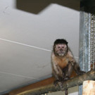 Neuzugänge im Affenhaus im WTV: Pascha, Bubi und Momme