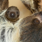 Faultier-Nachwuchs in Schönbrunn