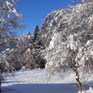 Waldtag_ 13_12 _5_.jpg