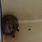 Hündin mit drei Babys ausgesetzt: Hundemutter "Ashanti" gerettet