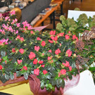 DSC_0336.JPG