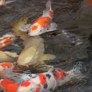 IMG_5220.JPG