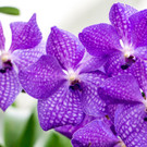 Fotos der Orchideenschau in Wien
