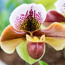 orchideen 2.jpeg