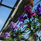 orchideen 5.jpeg