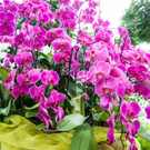 orchideen 6.jpeg