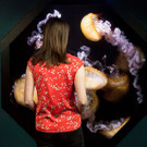 Schwebende Quallen in Quallenkreisel im Tiergarten Schönbrunn