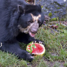 Brillenbär-Geburtstagsparty mit viel Obst