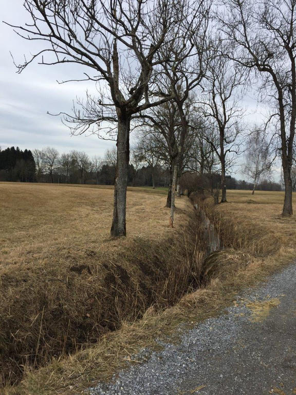 Riedwanderung Lustenauer Ried 25_01_2018 _ 3 _.jpg