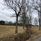 Riedwanderung Lustenauer Ried 25_01_2018 _ 3 _.jpg