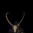 Das beste Krampusfoto 2017