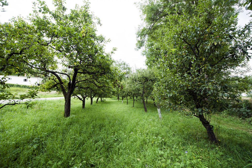 2Brennnessel2017_streuobstwiese.jpg
