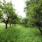 2Brennnessel2017_streuobstwiese.jpg