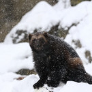 Winterstimmung im Salzburger Zoo