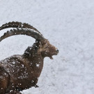 20180205fmt_winterzoo_ta_002.JPG