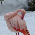 20180205fmt_winterzoo_ta_004.JPG