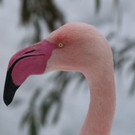 20180205fmt_winterzoo_ta_005.JPG