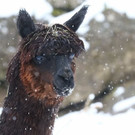 20180205fmt_winterzoo_ta_008.JPG