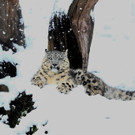20180205fmt_winterzoo_ta_009.JPG