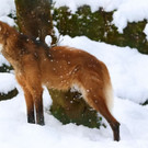 20180205fmt_winterzoo_ta_012.JPG