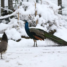 20180205fmt_winterzoo_ta_015.JPG