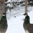 20180205fmt_winterzoo_ta_016.JPG