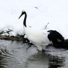 20180205fmt_winterzoo_ta_018.JPG