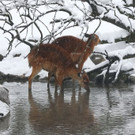 20180205fmt_winterzoo_ta_019.JPG