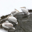 20180205fmt_winterzoo_ta_020.JPG