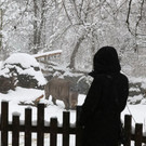 20180205fmt_winterzoo_ta_024.JPG