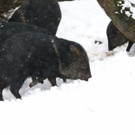 20180205fmt_winterzoo_ta_025.JPG