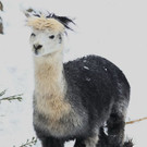 20180205fmt_winterzoo_ta_026.JPG