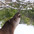 20180205fmt_winterzoo_ta_027.JPG