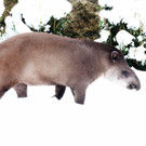 20180205fmt_winterzoo_ta_028.JPG