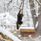 20180205fmt_winterzoo_ta_030.JPG