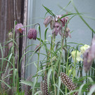 DSC_6297.JPG