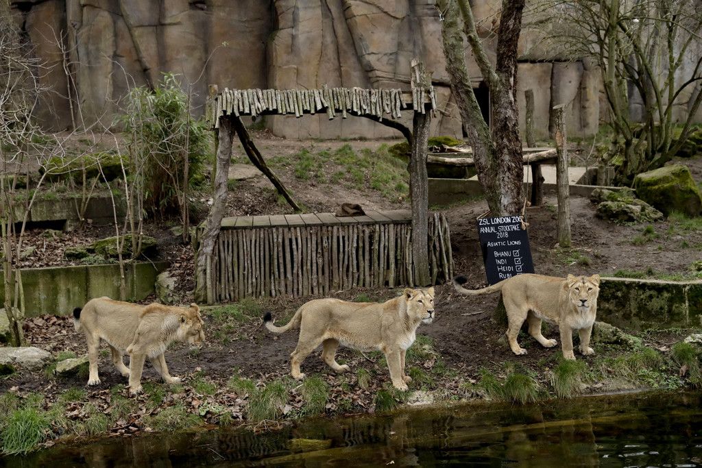 Britain_Zoo_64623.jpg