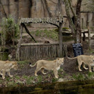 Britain_Zoo_64623.jpg