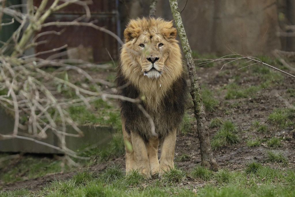 Britain_Zoo_53894.jpg