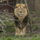 Britain_Zoo_53894.jpg