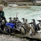 Britain_Zoo_25475.jpg