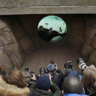 Britain_Zoo_72785.jpg