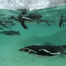 Britain_Zoo_29888.jpg