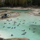 Britain_Zoo_55583.jpg