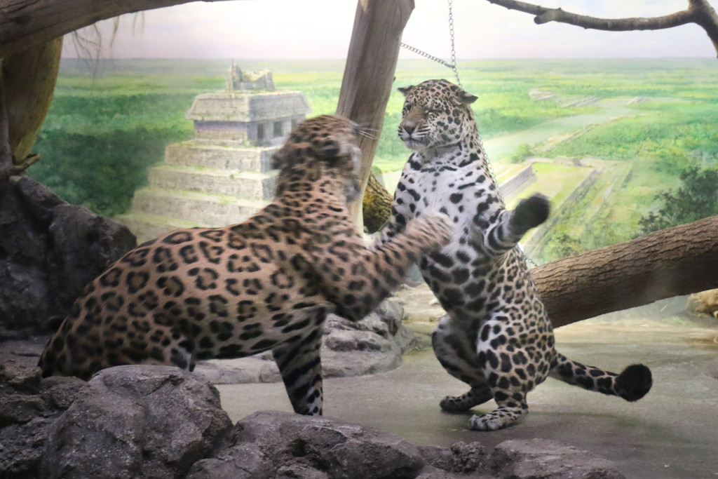 ZooSBG_Jaguar_Erstes Kennenlernen_Lucky_limari_2_ZooSBG.JPG